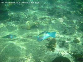 20090420 Phi Phi Island - Maya Bay- Koh Khai  46 of 182 